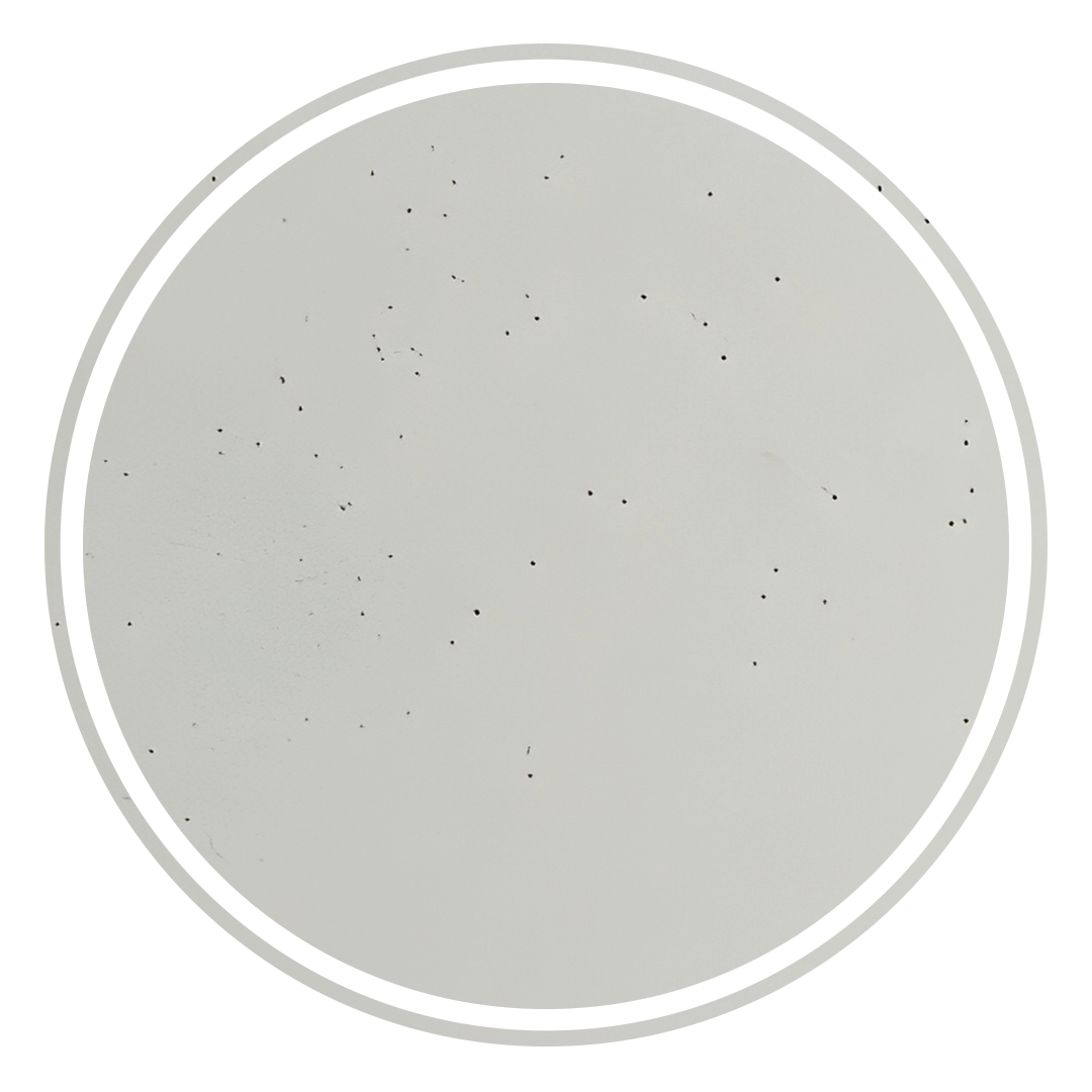 Elite Design Studio -  500x300x120mm Pietra Bianca - Briza Rectangular Above Counter Basin Concaved Edge Pebble (Speckle)